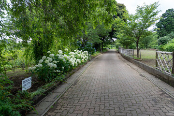 Around Akayama Castle (Akayama Historical Nature Park)