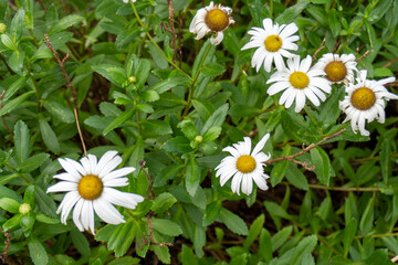 Around Akayama Castle (Akayama Historical Nature Park)