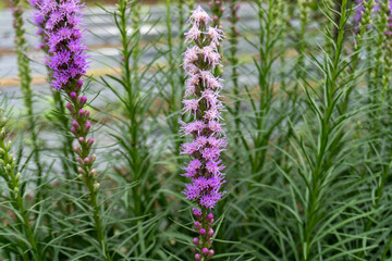 Around Akayama Castle (Akayama Historical Nature Park)