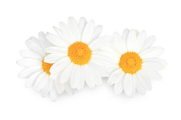 Daisy Flowers
