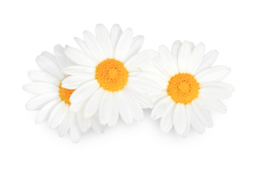 Daisy Flowers