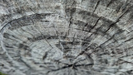 Fototapeta premium Cracked dry surface of an old dead tree stump expose outdoor