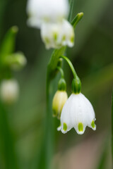 雨に濡れた白い花