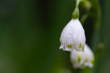 雨に濡れた白い花