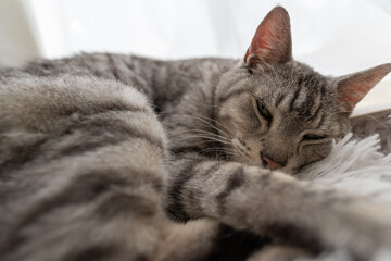 窓辺でくつろぐ猫　サバトラ猫