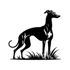 Italian Greyhound Silhouette - Graceful Lines Capture the Beauty and Speed of this Elegant Breed- Italian Grey Hound Illustration- minimalist Italian grey hound vector.