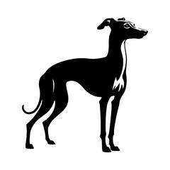 Italian Greyhound Silhouette - Graceful Lines Capture the Beauty and Speed of this Elegant Breed- Italian Grey Hound Illustration- minimalist Italian grey hound vector.