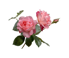 Naklejka premium Pink Rose Bouquet on White Background