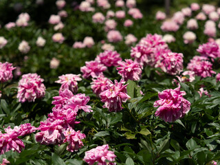 赤紫色の鮮やかなシャクヤクの花