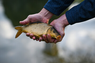 small carp (fish) caught on a hook in the water
