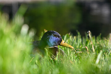 a duck sits in the grass on eggs with a blurred background-bokeh