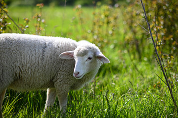 Obraz premium little lambs graze on a green meadow