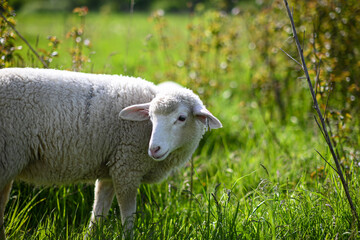 little lambs graze on a green meadow