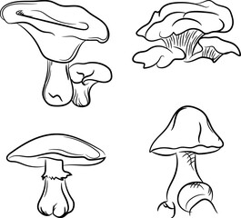 Hand-drawn illustration of mushroom plants, Mushroom plant vector