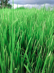 green grass in the wind