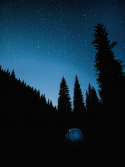 night sky in the forest, galaxy