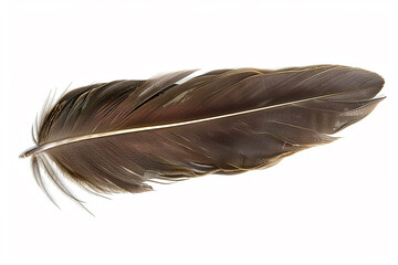 Background Isolate griffin feather, Griffon vulture feather, fantasy realistic concept.