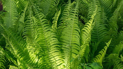 A lush green plant with large leaves and a yellow flower