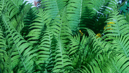 A lush green plant with many leaves and a rock in the background