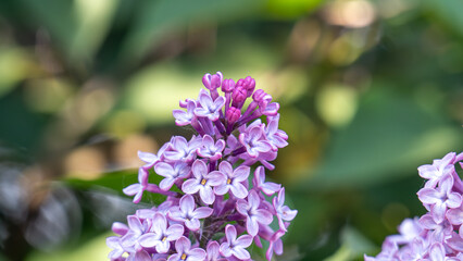 A purple flower with a pink center is the main focus of the image