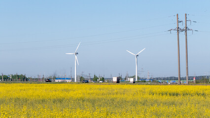 A field of yellow flowers with two wind turbines in the background