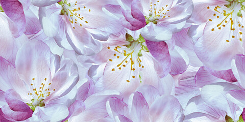 Seamless floral  background. Flowers and petals peonies. Close up.