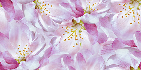 Seamless floral  background. Flowers and petals peonies. Close up.