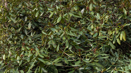 A tree with green leaves rhododendron and a few brown leaves
