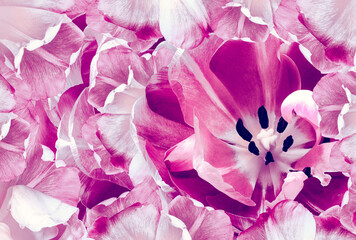 Tulip flower pink.  Floral spring background.  Close-up. Nature.