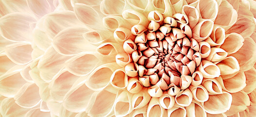 Dahlia flower. Floral  yellow  background.  Macro.   Nature.