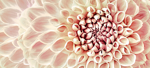 Dahlia flower. Floral  background.  Macro.   Nature.