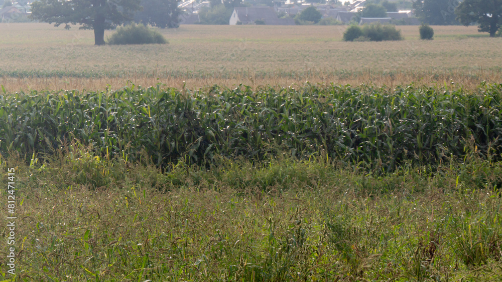 Poster a field of corn is shown with a tree in the background