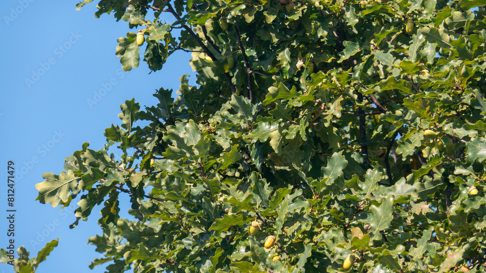 Poster a tree with many acorns on it