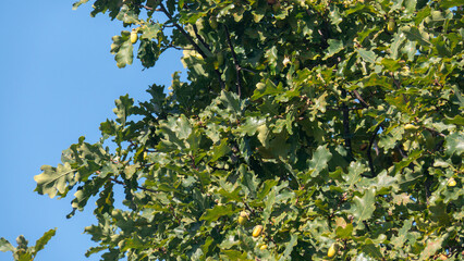 A tree with many acorns on it