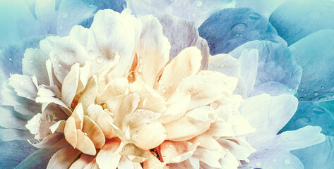 Flowers   peony.   Floral vintage background.   Petals peonies.  Close-up. Nature.