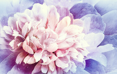 Flower   peony.   Floral vintage background.   Petals peonies.  Close-up. Nature.
