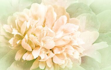 Flowers   peony.   Floral vintage background.   Petals peonies.  Close-up. Nature.