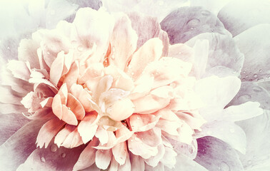 Flower  peony.   Floral vintage background.   Petals peonies.  Close-up. Nature.