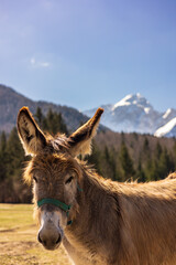 Fototapeta premium Donkeys in a mountain farm