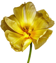 Yellow tulip.  Flower on  isolated background with clipping path.  For design.  Closeup. Transparent background.   Nature.