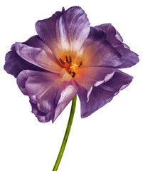Naklejka premium Tulip. Flower on isolated background . For design. Closeup. Transparent background. 