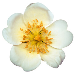 White rosehip.  Flower white  on  isolated background with clipping path. Closeup. For design.  Transparent background.   Nature.
