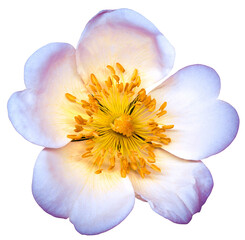 White-pink  rosehip.  Flower white  on white isolated background with clipping path. Closeup. For design. Transparent background	