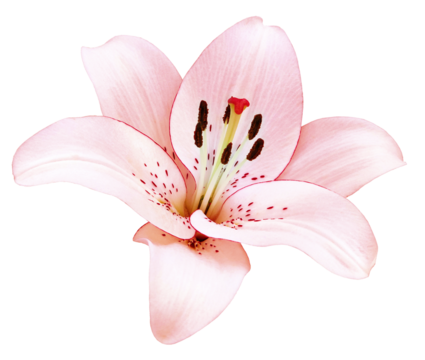 Pink  Lily  flower  on a white isolated background with clipping path.  Closeup. For design.  Transparent background