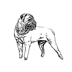 sketch of a dog with a transparent background