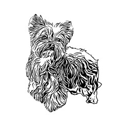 sketch of a dog with a transparent background