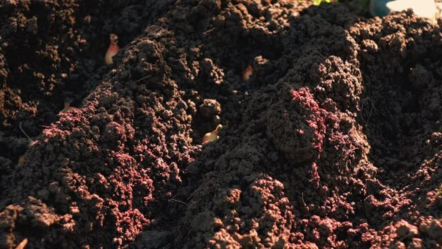 planting onions in prepared soil