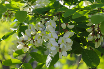 acacia, spring blossom of acacia tree, white acacia flowers and green fresh leaves close-up