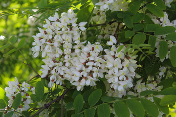 acacia, spring blossom of acacia tree, white acacia flowers and green fresh leaves close-up