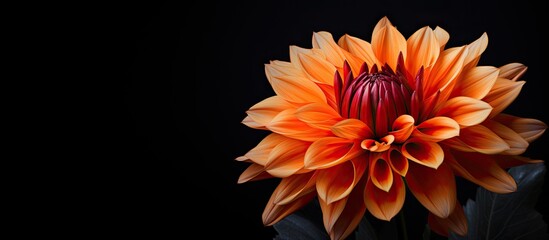 An orange Dahlia flower head stands out against a dark background creating a floral macro image It showcases the beautiful bloom of the Dahlia which adds a touch of autumn beauty to the black backdro